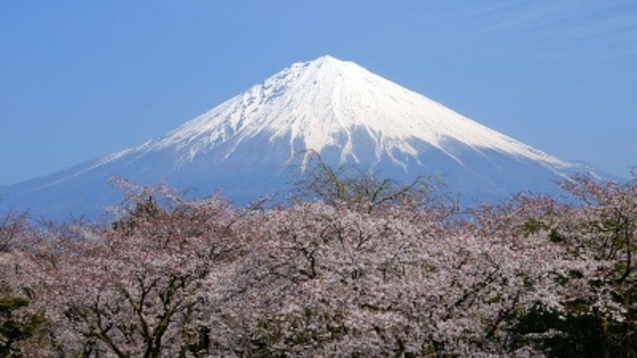 富士山（春）