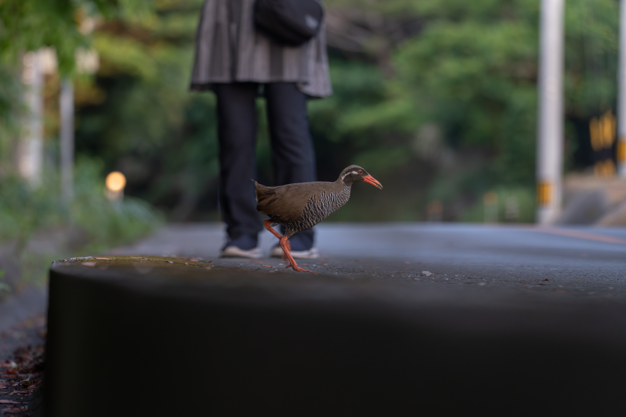 ホテル周辺のやんばるくいな