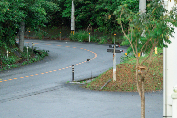 ホテル前の道路を渡るやんばるくいな