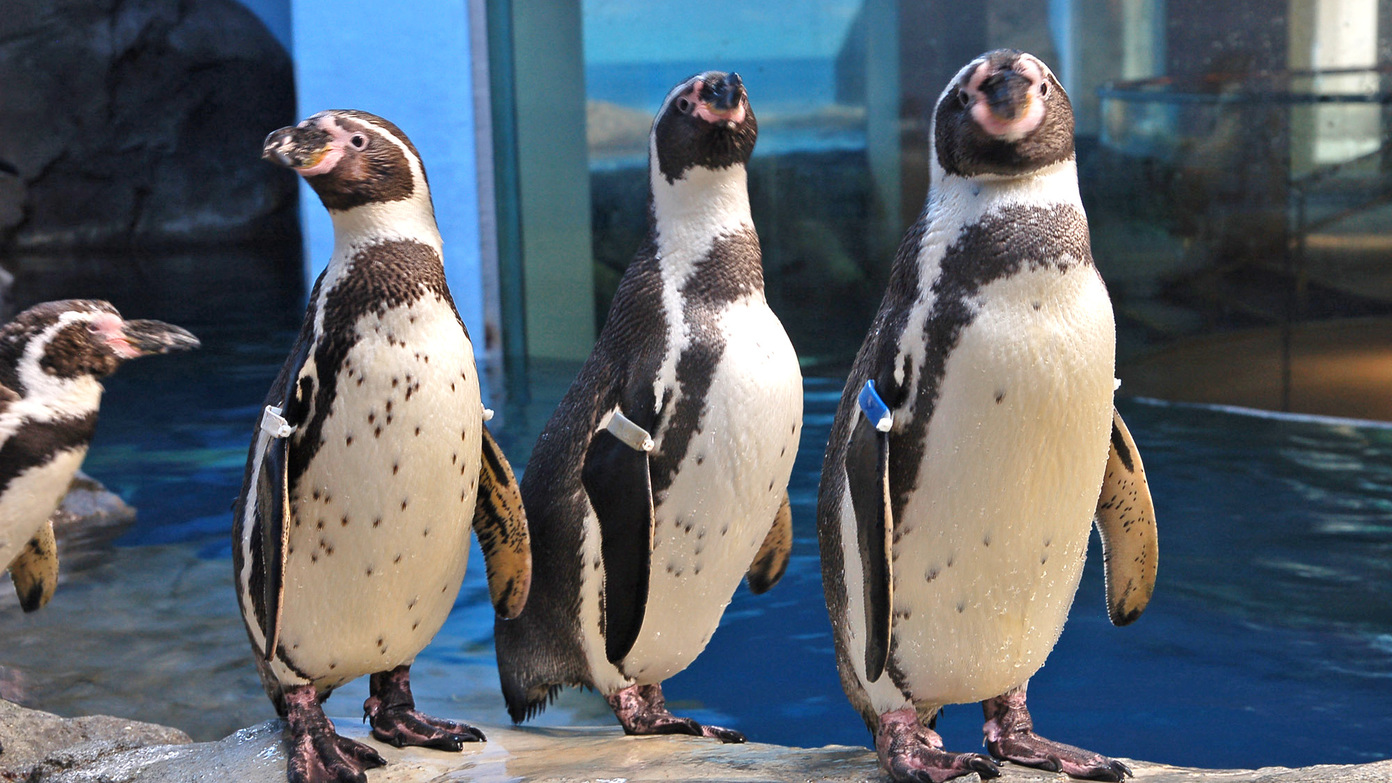 【新江ノ島水族館×2食付】お得な入場券付◆イルカやペンギンに会える湘南の人気スポットへ♪【お部屋食】