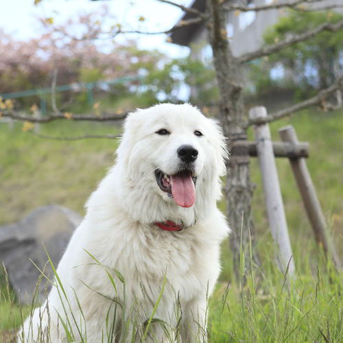 看板犬のモコ