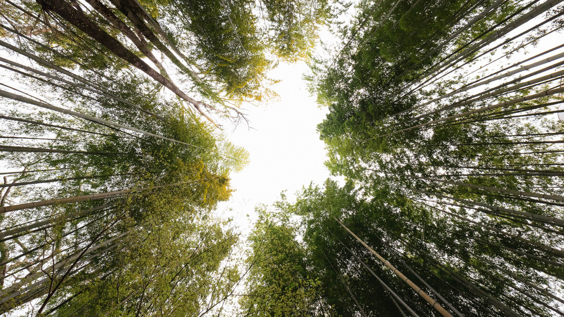 【周辺観光】竹林の小径