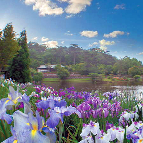 【虹の郷】300種7000株の花しょうぶが紫色・桃色・白と美しく咲き誇ります（例年見ごろ：6月）