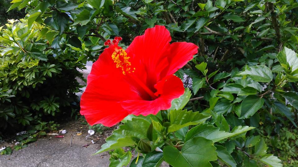 五島は季節の花でいっぱいです