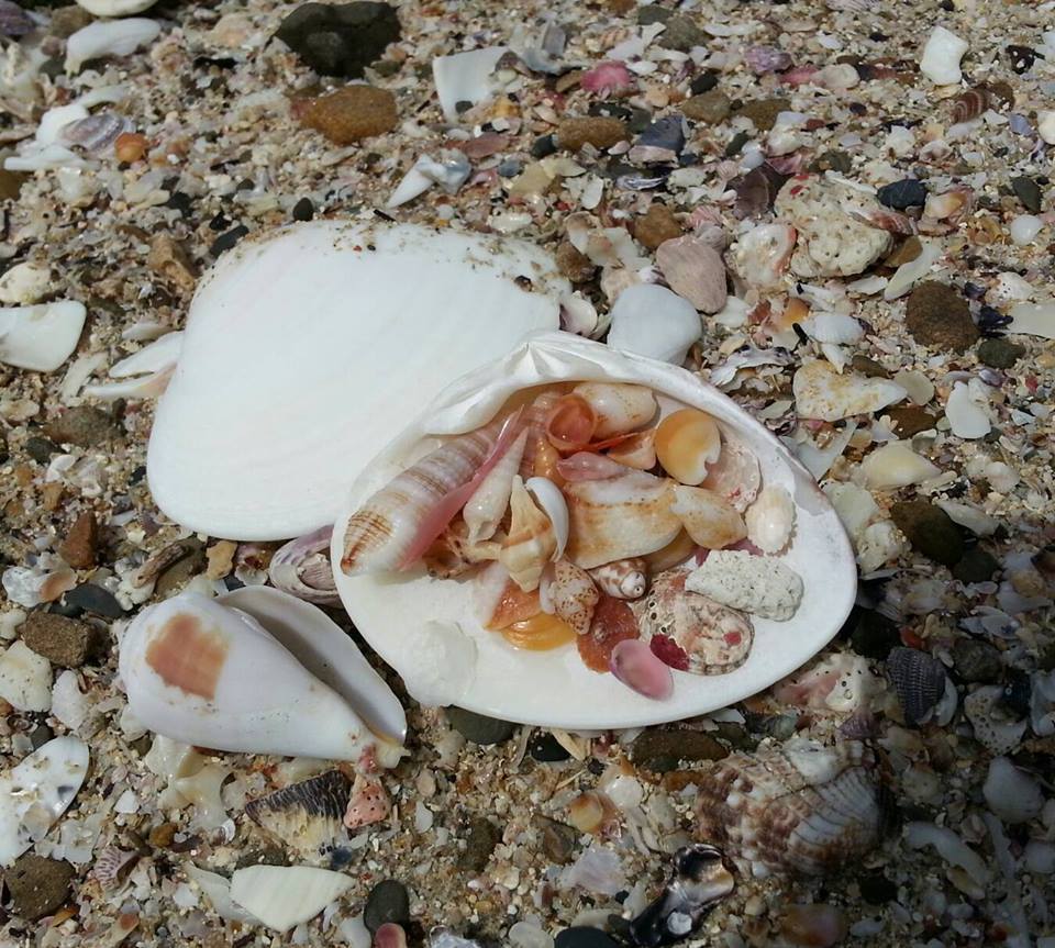 五島の海辺の貝殻です。癒しの島