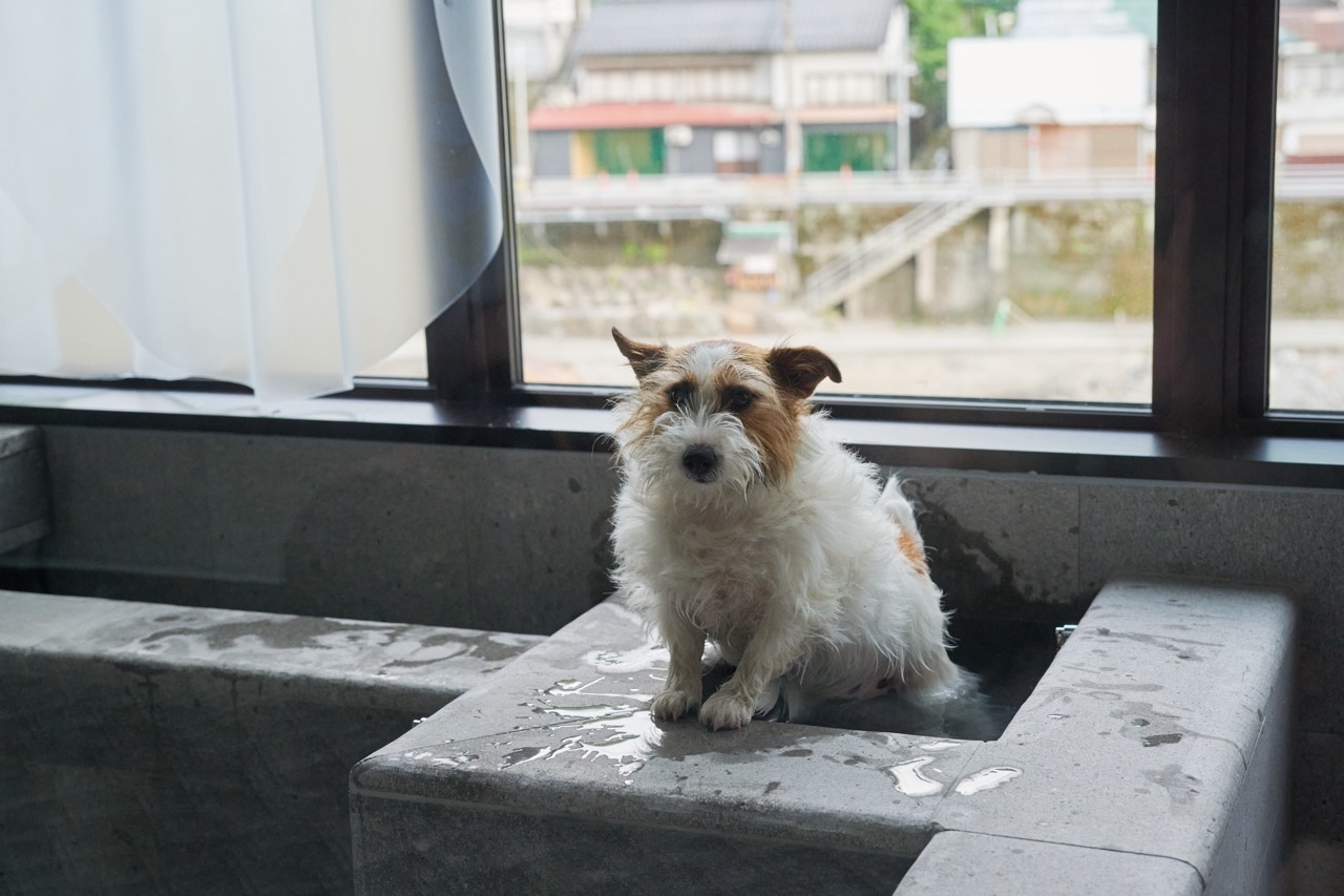 愛犬と一緒に入浴