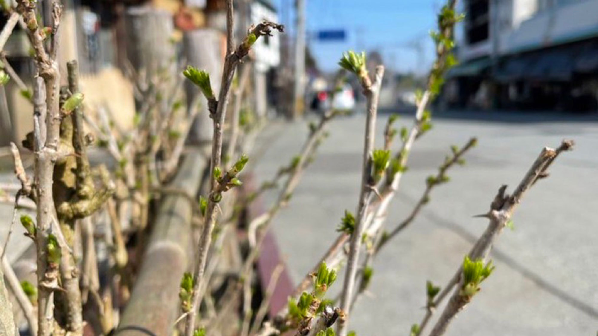 【外観】玄関にはうこぎの垣根