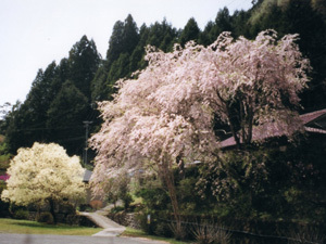 近くの公園の桜