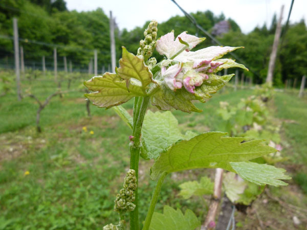 サンクゼールワイナリーの葡萄の新芽♪見学に行きませんか？