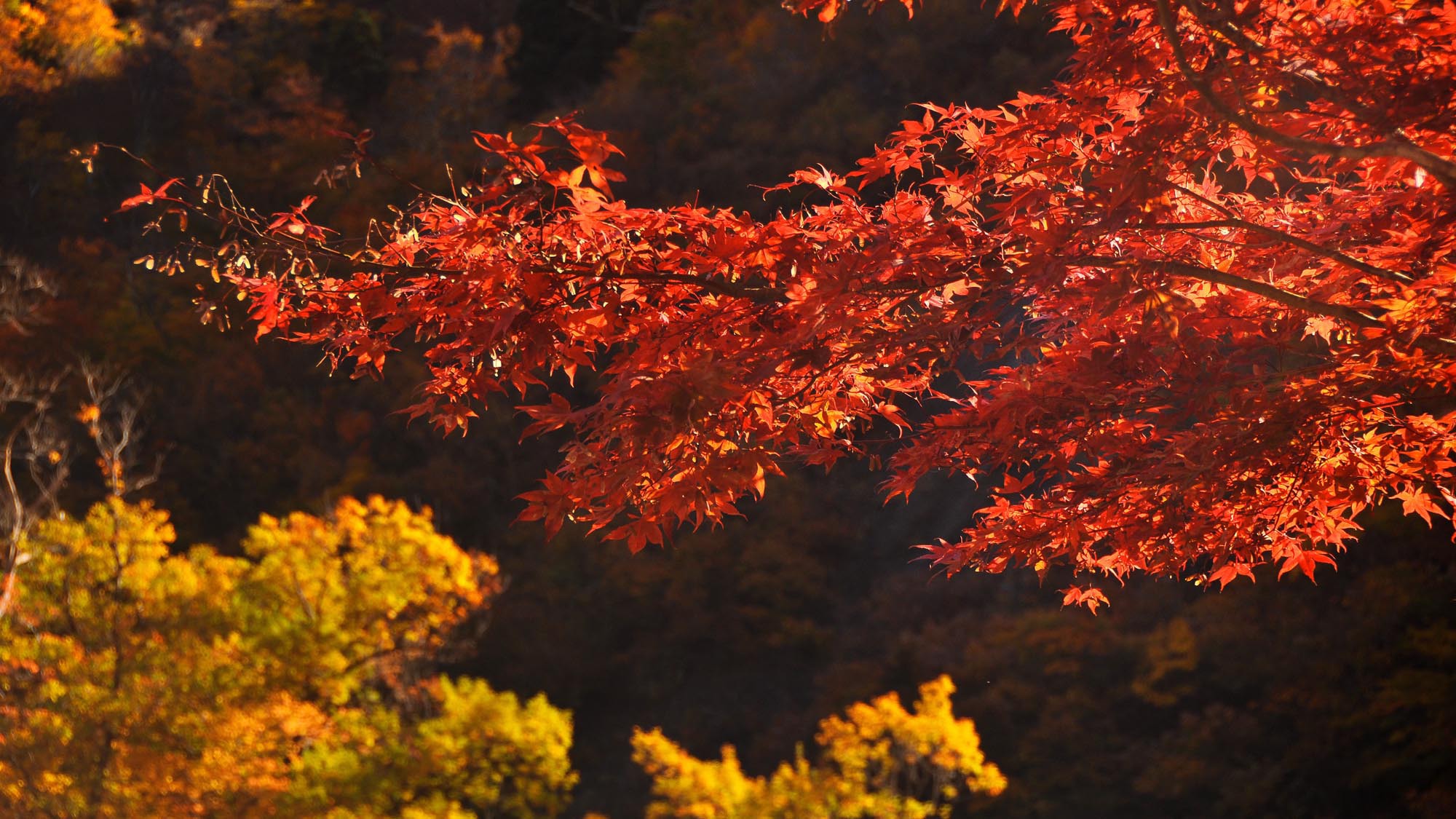 【清津峡・秋】時期により色鮮やかな紅葉が見られます
