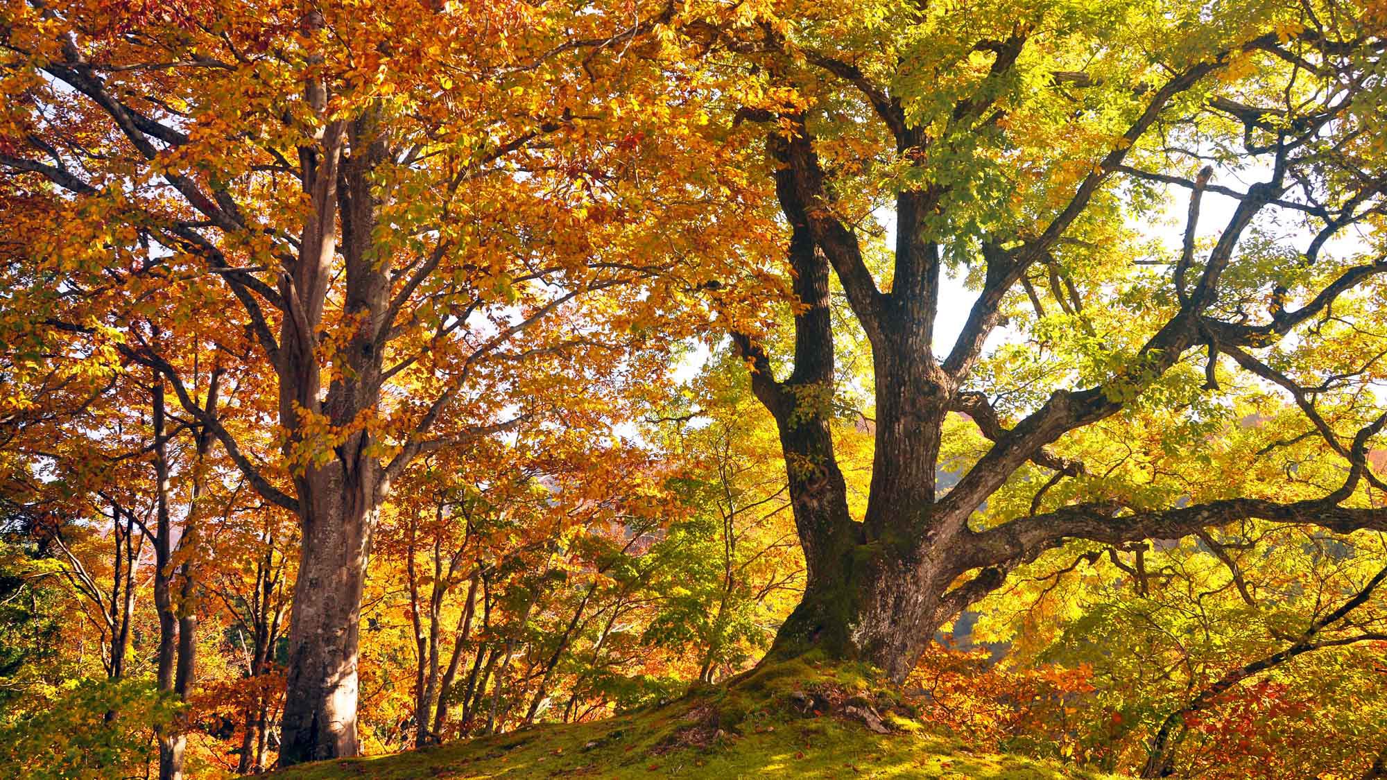 【清津峡・秋】色とりどりの紅葉が映し出す秋色に染まる森