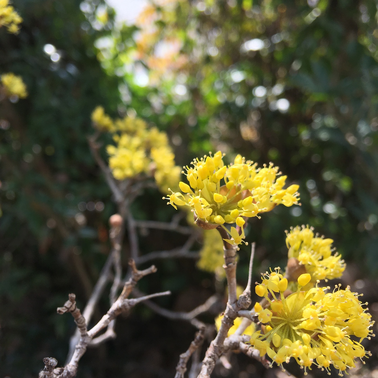 サンシュユの花