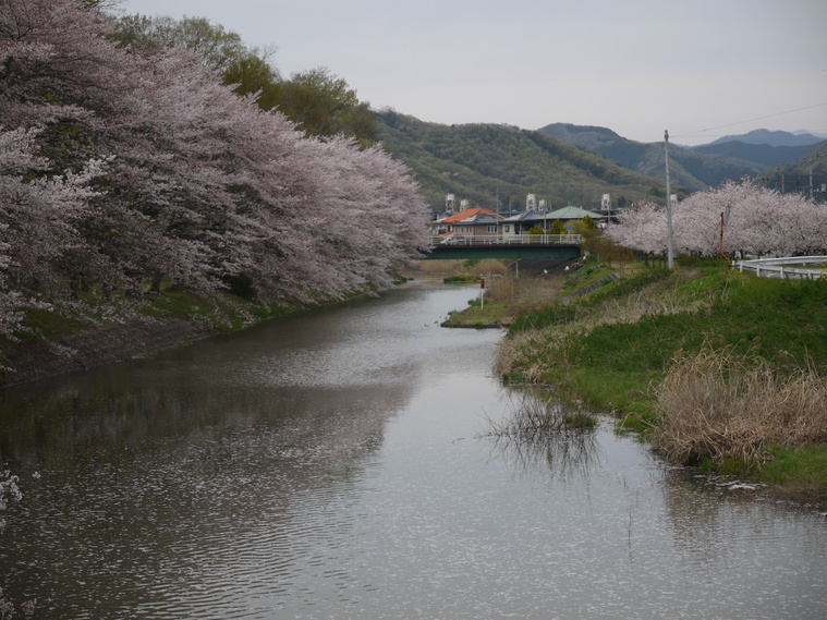 袋川沿いの桜