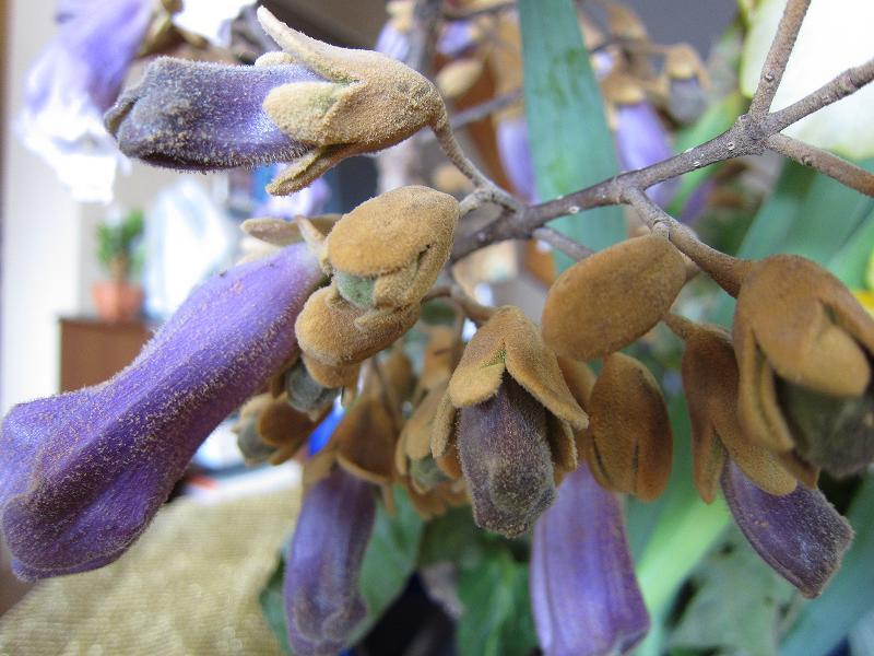 桐の花