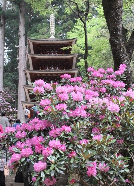 室生寺しゃくなげ