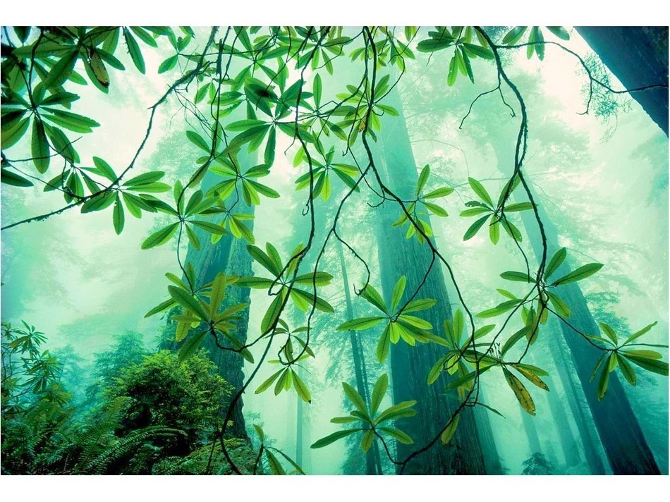 富士山五合目の森