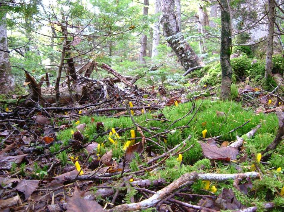 森はキノコがいっぱい