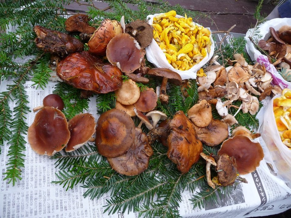 美味しいキノコがいっぱい