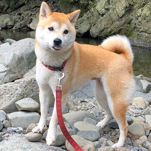 看板犬のさくら