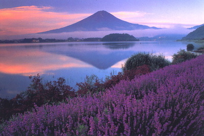 大石公園からの富士山とラベンダー