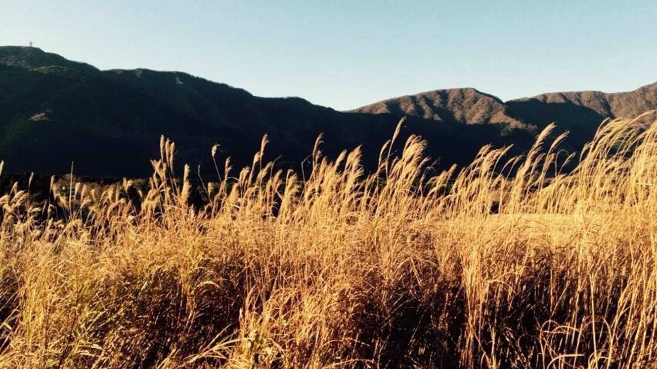 *【周辺観光】仙石原すすき草原の見頃は、10月中旬〜11月中旬頃です。