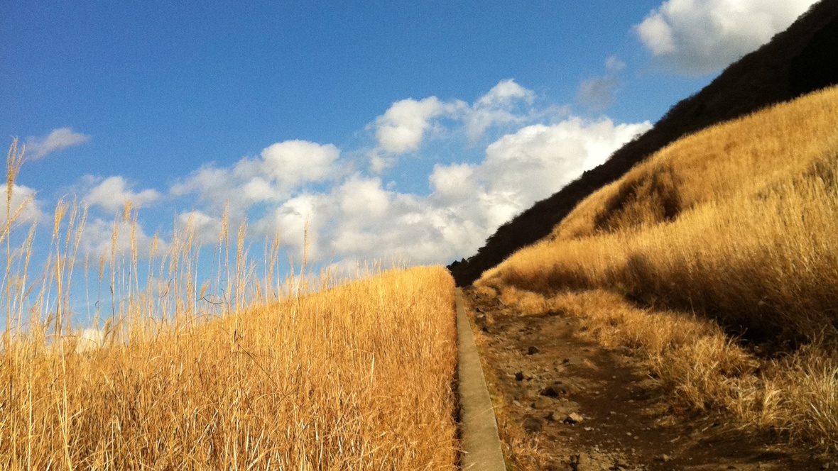 *【周辺観光】一面に黄金の絨毯が広がる、仙石原のすすき草原。