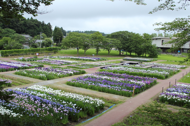 多賀城跡のあやめ園