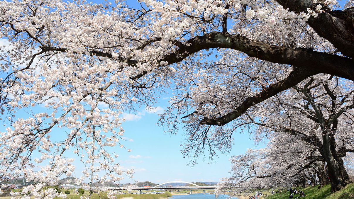 白石川堤一目千本桜(ひとめせんぼんざくら)