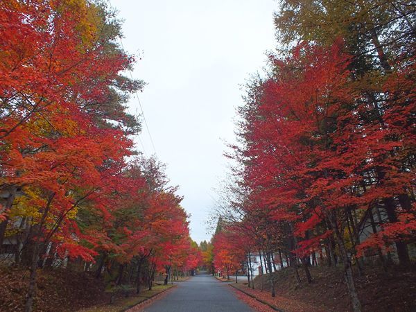 紅葉①