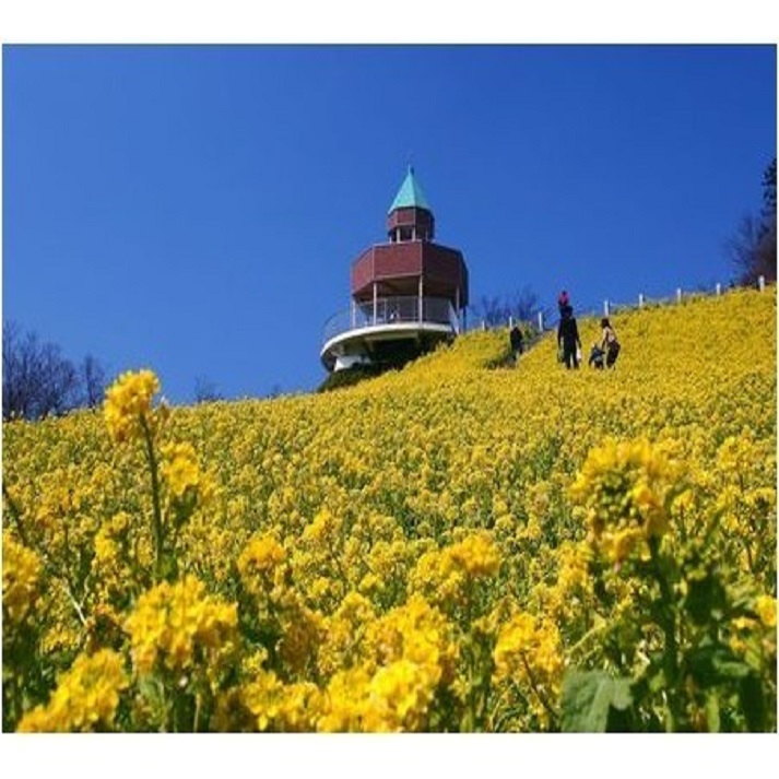 新居浜から一足伸ばして：標高892メートルに広がる100ヘクタールの花の楽園、翠波高原。