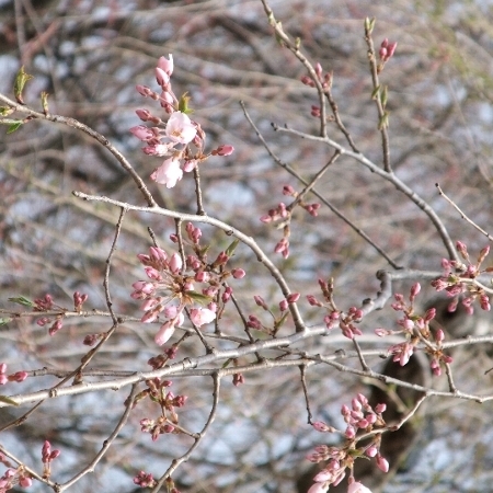 2013年咲き始めの桜