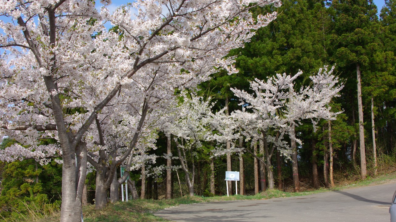 遊歩道に咲くさくら