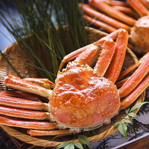 新潟産ズワイガニ佐渡沖で獲れる貴重なズワイ蟹は１０年物！“;身がズッシリ詰まった”;冬の美味♪