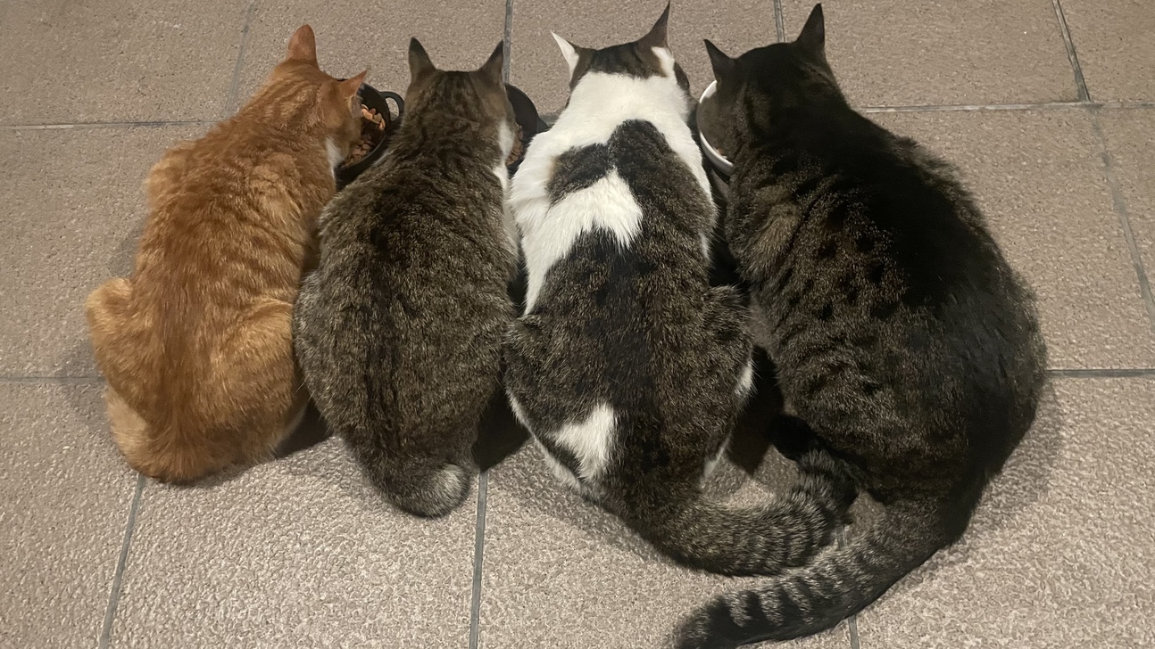 野良猫を去勢後、玄関で可愛がっております