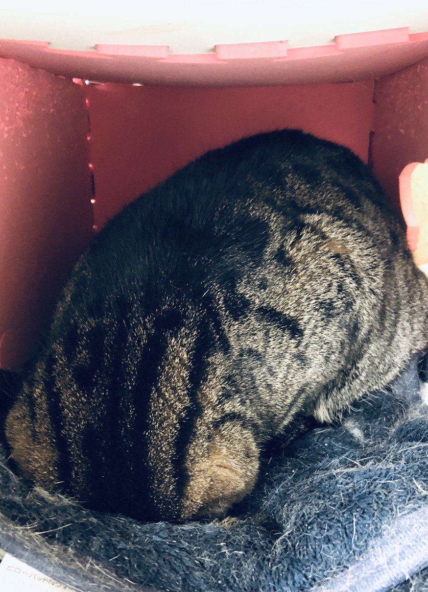 いらっしゃいにゃせにゃにゃちゃん