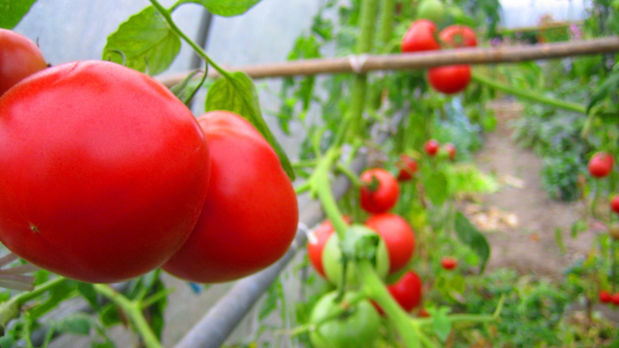 自家菜園で育てているトマト。甘くて美味しく育ってます♪