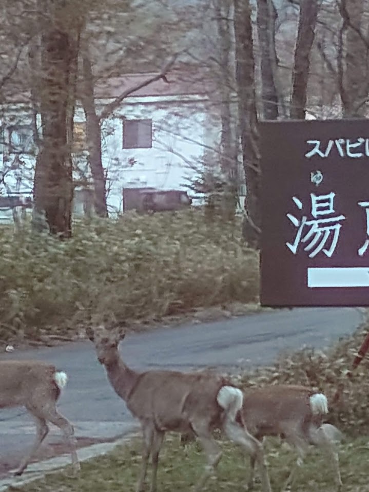 湯恵山荘から帰宅する鹿