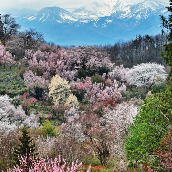 観光地：花見山福島の桃源郷。花見山はお花見の名所として知られています。