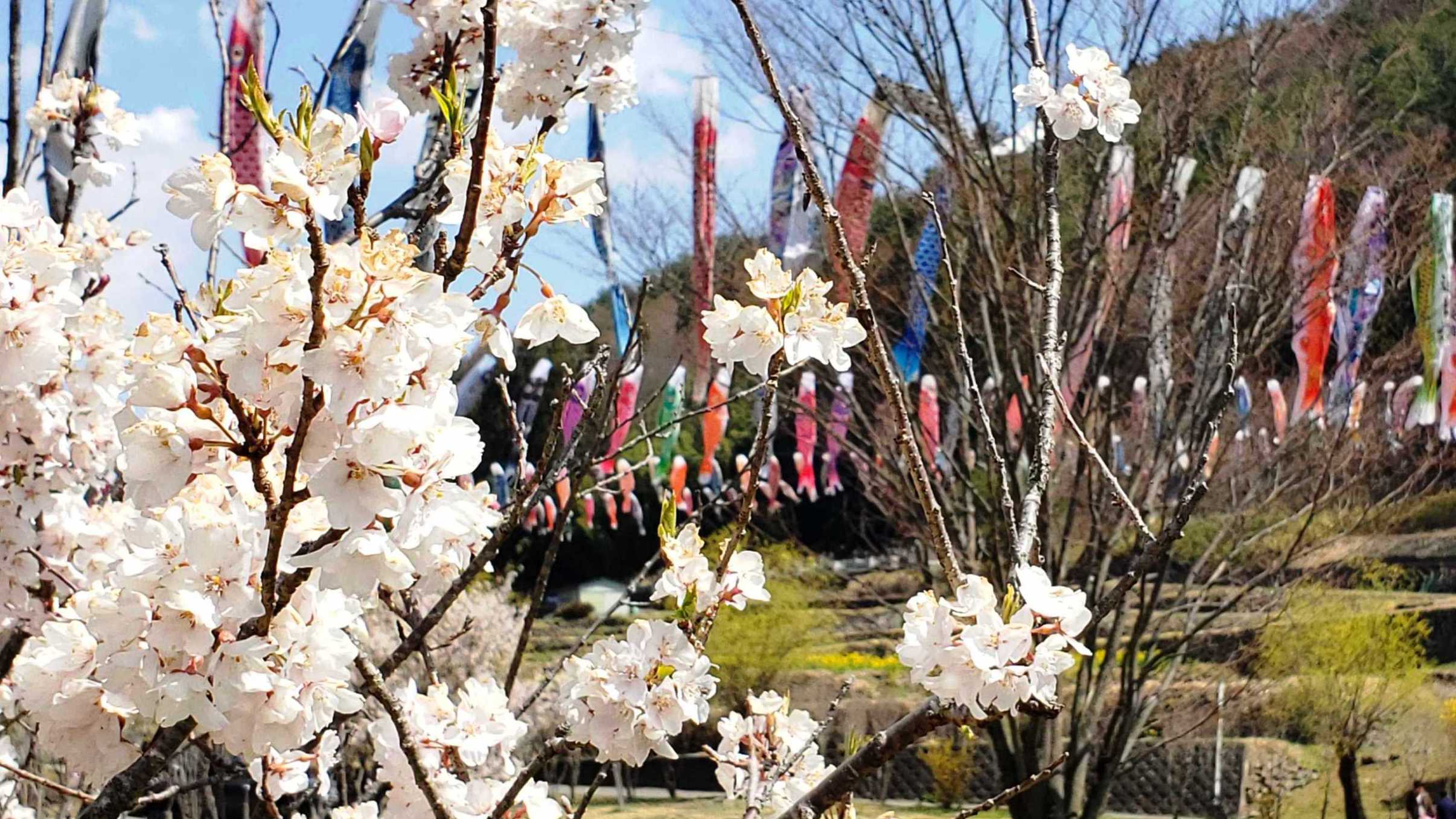 【周辺】春は桜とたくさんのこいのぼりが競演する道の駅南きよさと。当館から車で5分です。