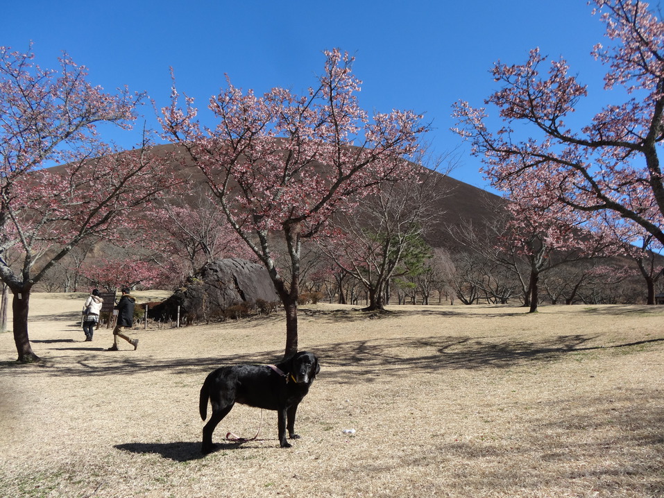 春の大室山