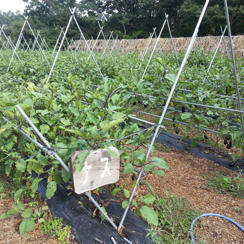 直営農場『秩父ふるさと村』で育てている野菜たち