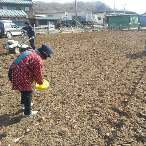 【直営農場 秩父ふるさと村】季節に合わせてさまざまな野菜を育てています。