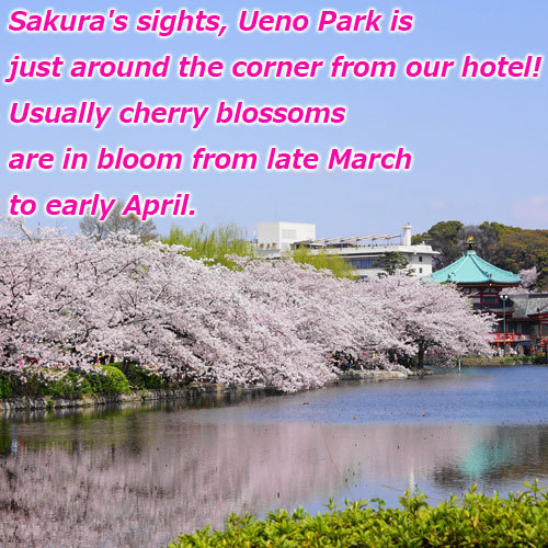 桜の名所、上野公園はすぐそこ！見頃は例年3月下旬頃〜4月上旬頃。