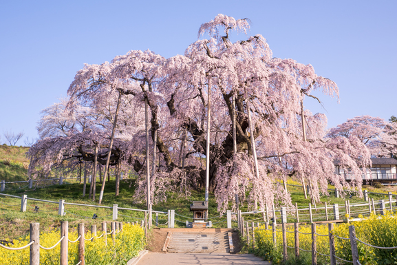 三春滝桜