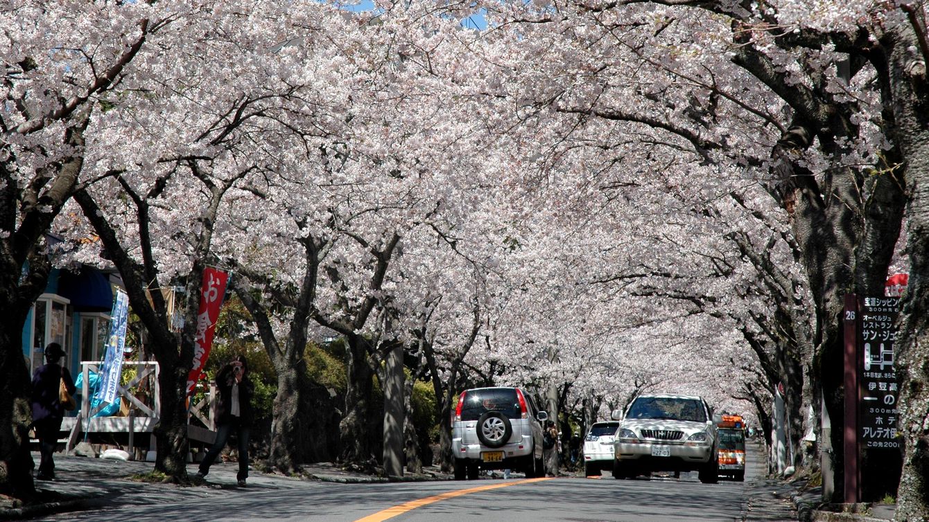 【周辺観光】伊豆高原桜並木（写真提供：伊東市観光課）