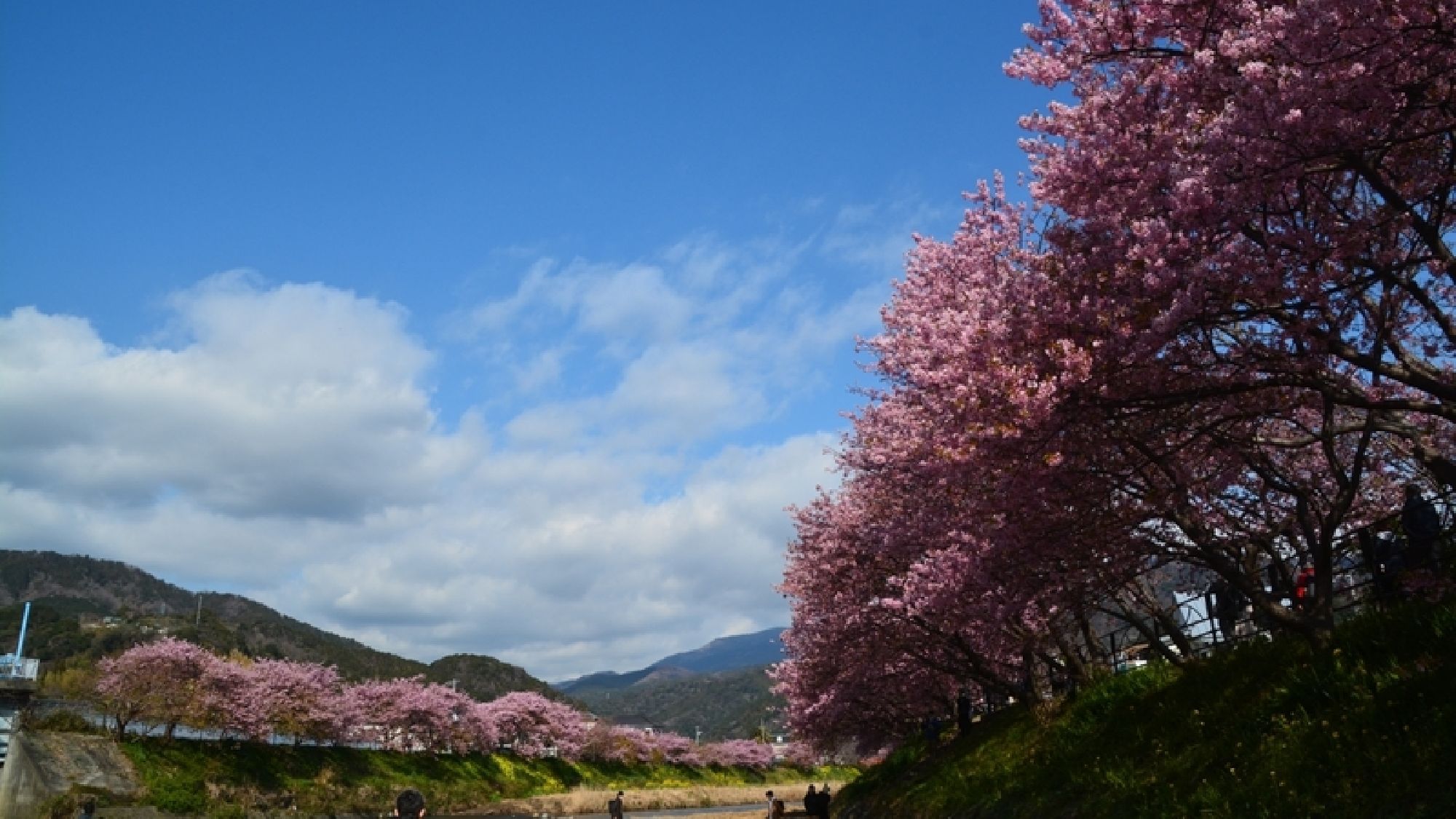 【周辺観光】河津桜／春の訪れを告げる早咲き桜