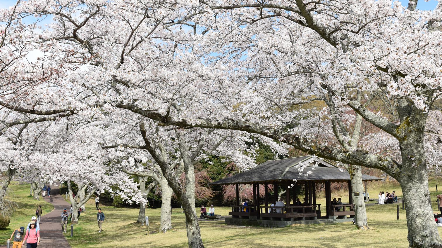 【周辺観光】さくらの里（写真提供：伊東市観光課）