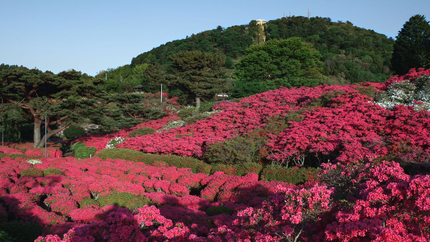 【周辺観光】小室山公園（写真提供：伊東市観光課）