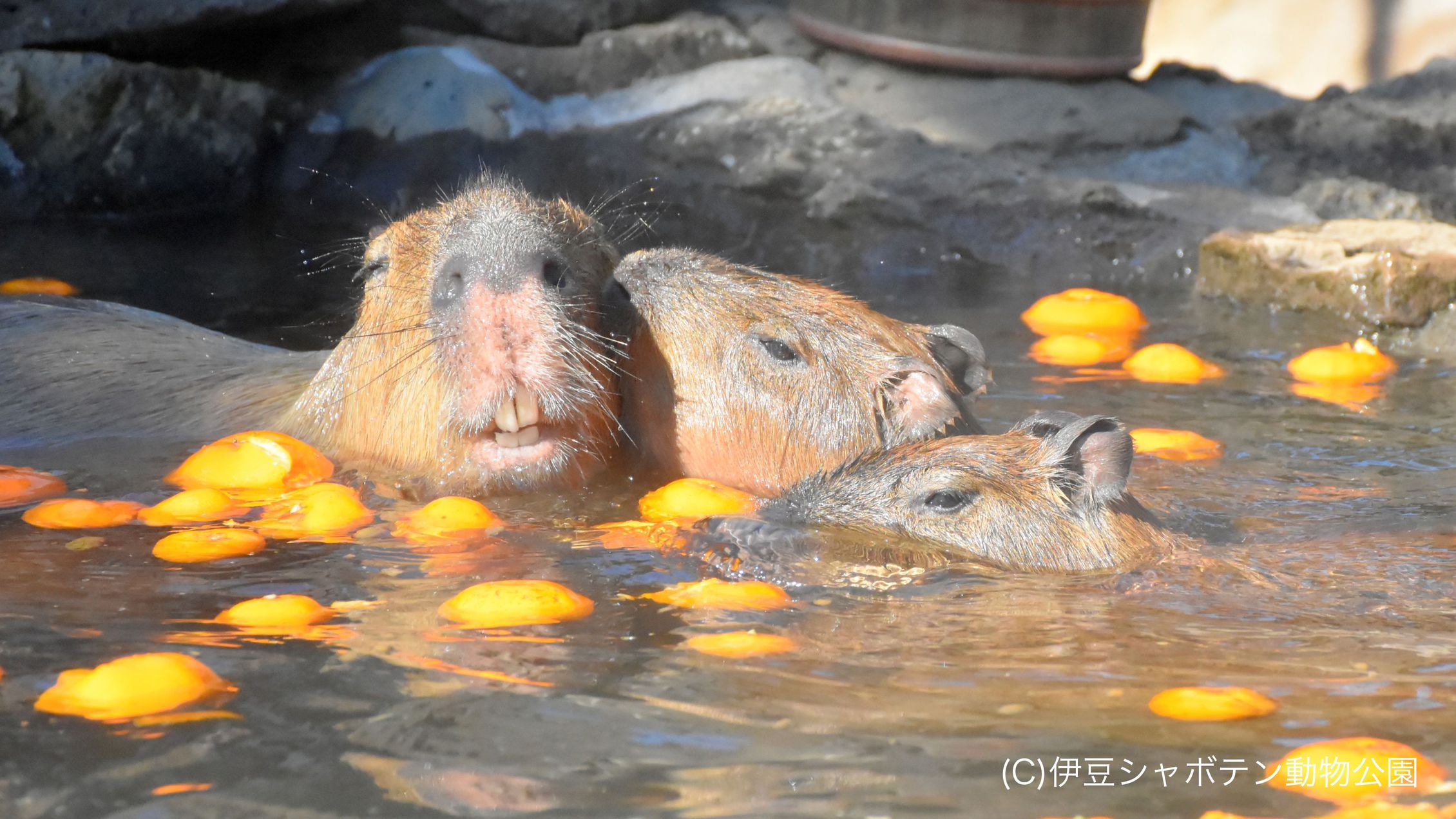 【周辺観光】伊豆シャボテン動物公園（写真提供：伊東市観光課）