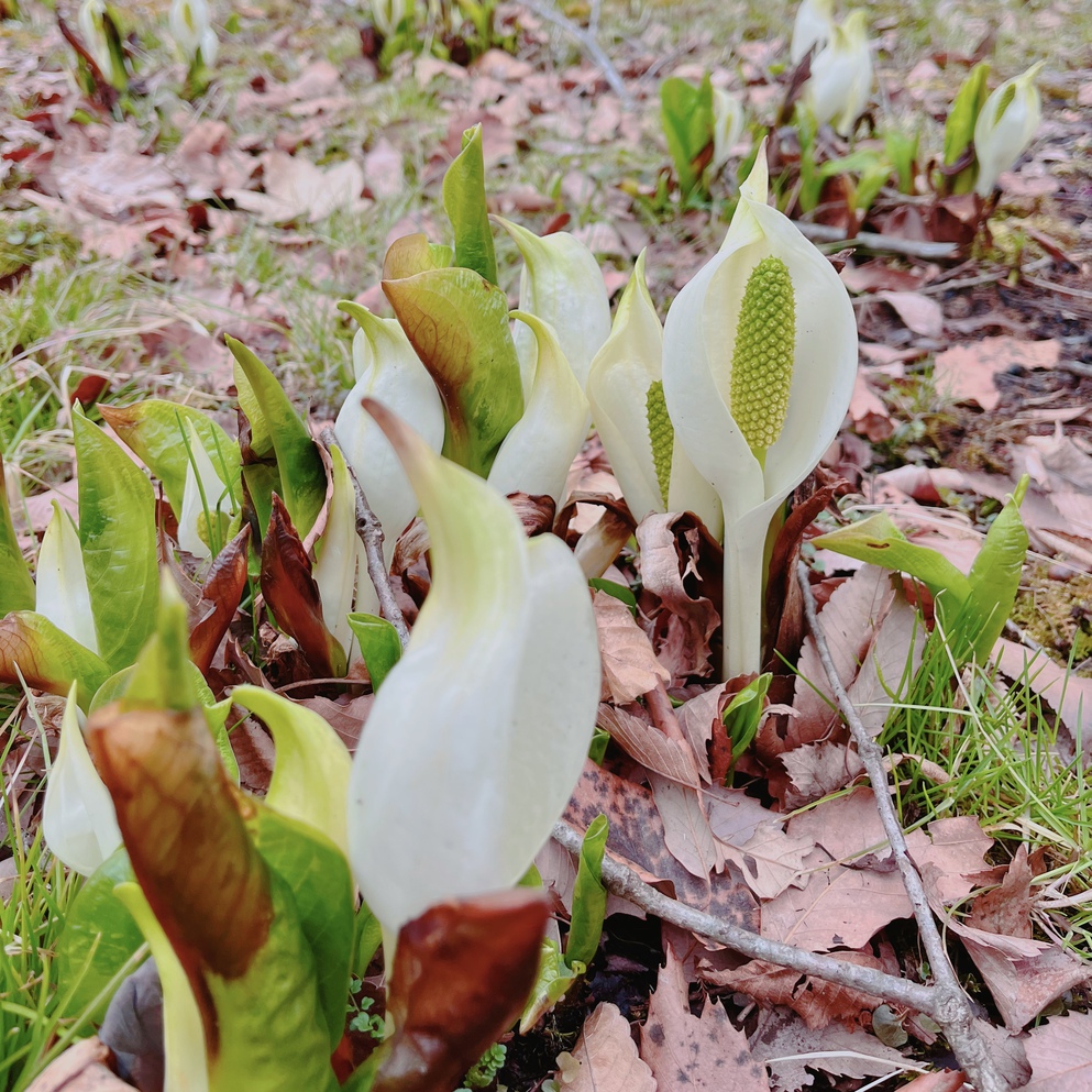 春先にはお庭に水芭蕉が咲きます